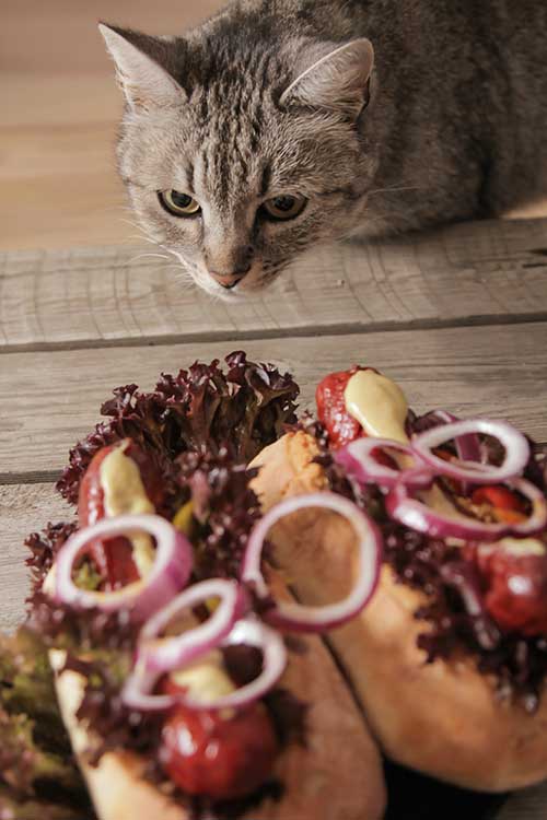 how do I know if my cat ate an onion?