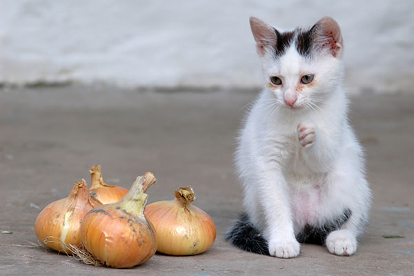 What to Do If Your Cat Ate Onion?
