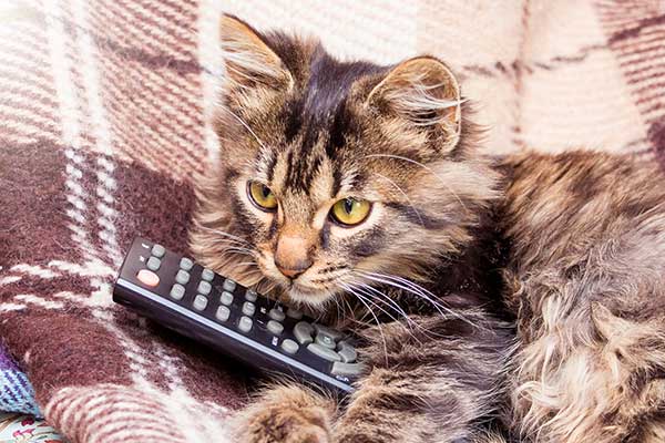 Can Cats Watch TV?