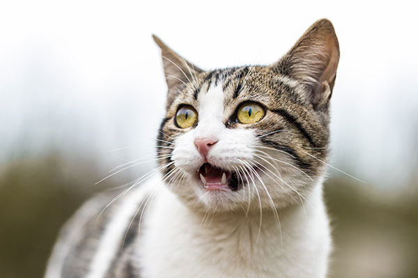 Can Cats Understand Human Meows?