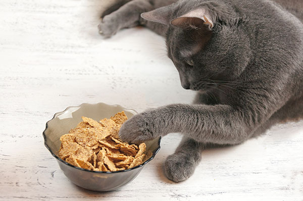 Why Do Cats Play With Their Food?
