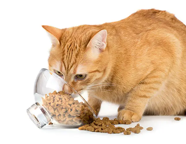 Why Does My Cat Throw His Food on the Floor?