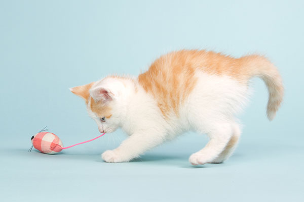 Kitten Playing with Pink Mouse Toy