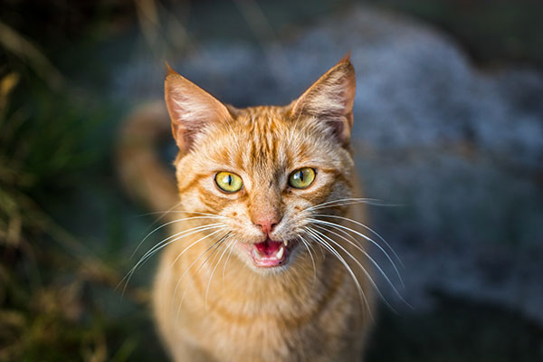 Orange cat meowing