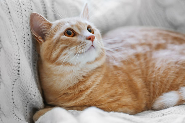 Orange cat on couch looking to his owner