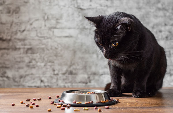 why do cats take their food out of the bowl?