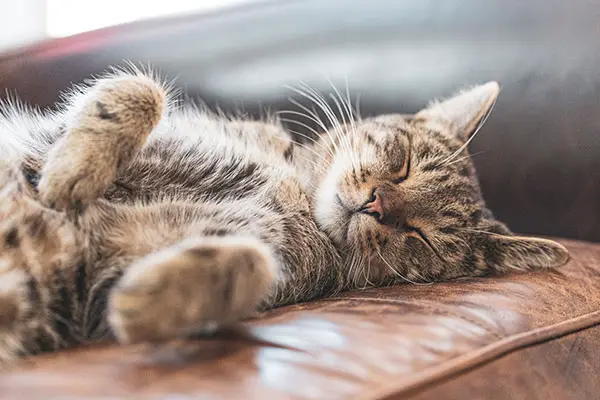 Do Cats Dream About Their Owners?