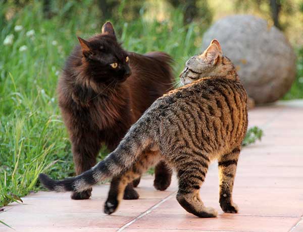Why Do Stray Cats Fight At Night?