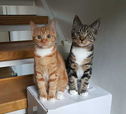 two cats on white box