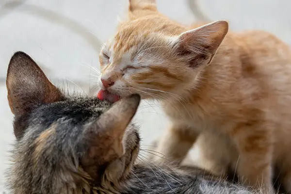 Why do cats lick each other’s ears?