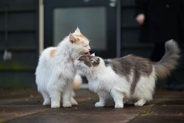 Why do cats lick other cats’ heads?