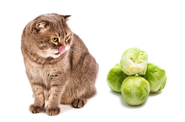 Can Cats Eat Brussels Sprouts?