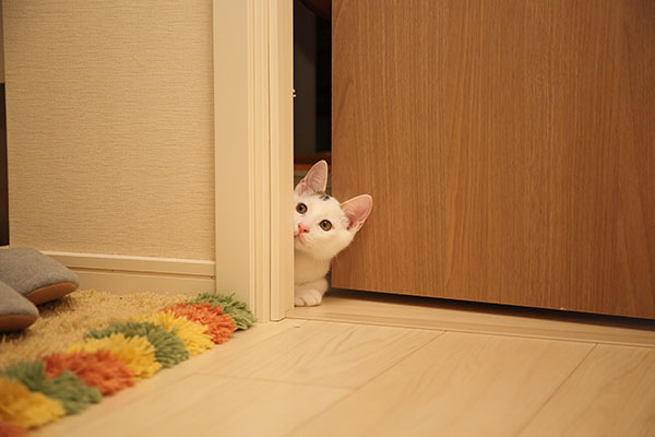 Can Cats Open Closed Doors?