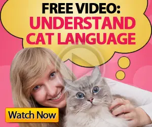 understand your cat's language
