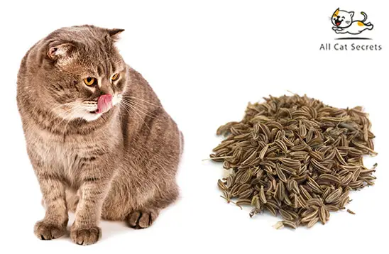 Is Cumin Good for Cats?