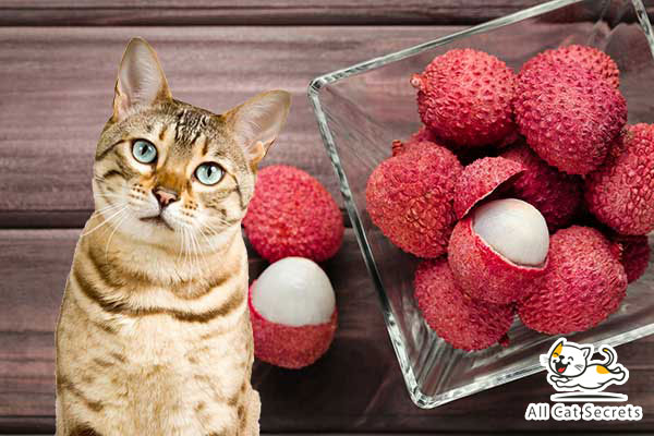 Can Cats Eat Lychee?