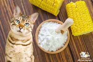 Can Cats Eat Cornstarch?