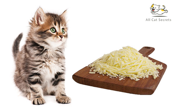 Can Cats Eat Mozzarella Cheese?