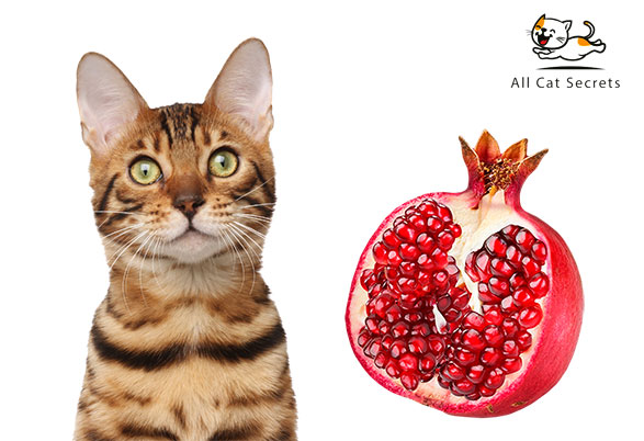 Can Cats Eat Pomegranate?