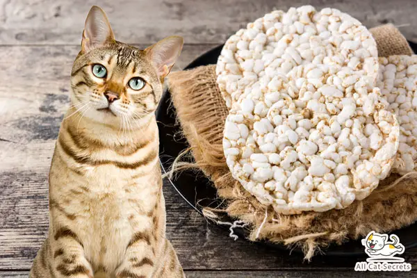Can Cats Eat Rice Cakes?