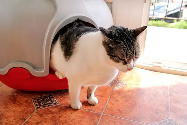 Why Is My Cat Peeing Over the Edge of the Litter Box?
