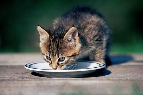 How Long Can A Kitten Go Without Drinking Water?