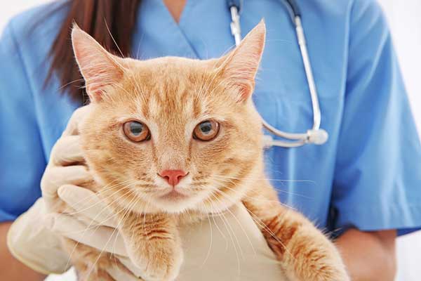 5 Ways To Euthanise A Dog & Cats As Pets