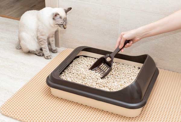 What Types of Cat Litter are Popular?